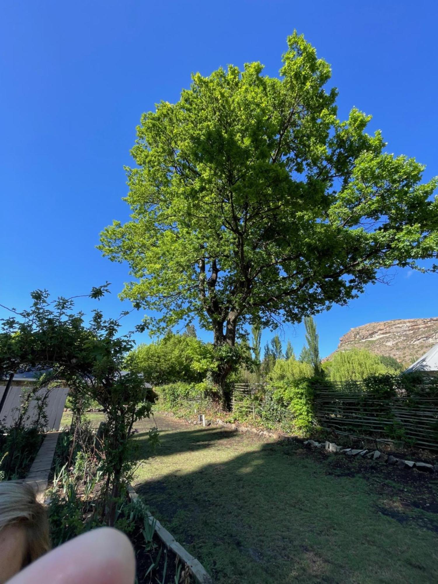 Periwinkle, Grove ,Acorn & Sage Cottages Clarens Dış mekan fotoğraf