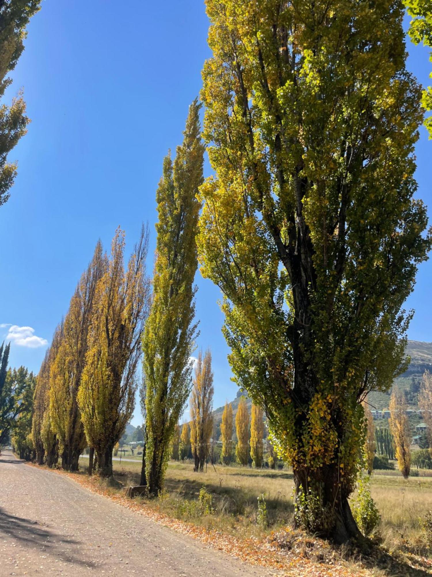 Periwinkle, Grove ,Acorn & Sage Cottages Clarens Dış mekan fotoğraf